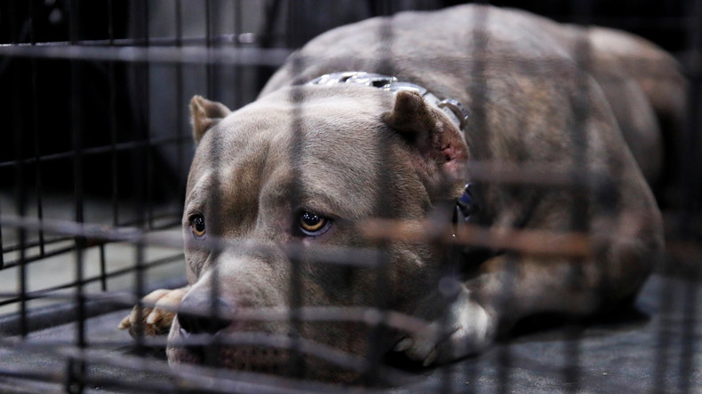 Why Are Ethical Pet Breeders Important For Animal Welfare?