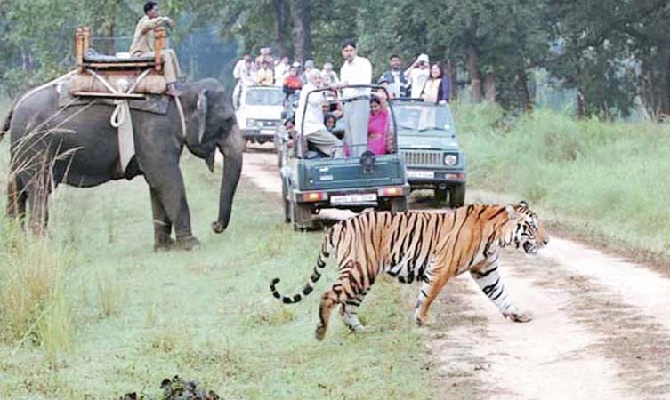 Jungle Treasure Jim Corbett: A Hidden Gem for Nature Lovers and Adventure Seekers