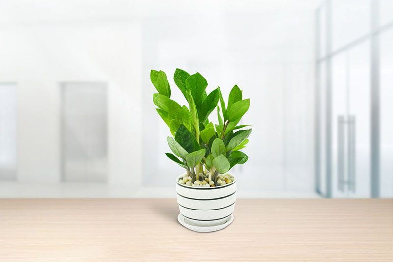 Hoa Cây Kim Ngân - Biểu Tượng Của Sự Thịnh Vượng và May Mắn