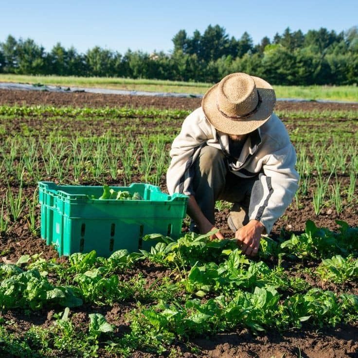 Shop the Best Coco Peat for Hydroponics & Agriculture – Buy Now & Save More From This App
