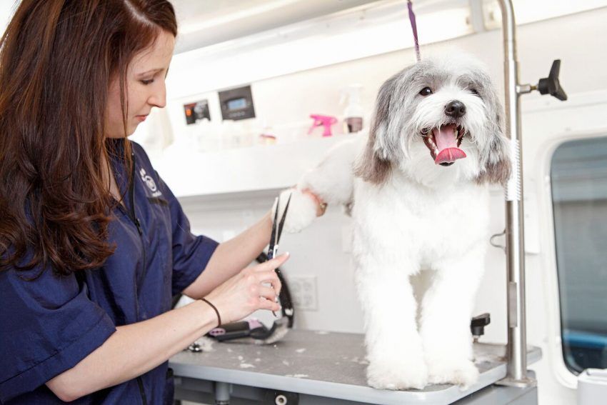 Why Consider Mobile Pet Grooming Services for Pets in Hot Weather?