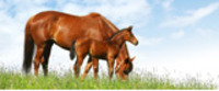 Factors Affecting the Transportation of Horses in California