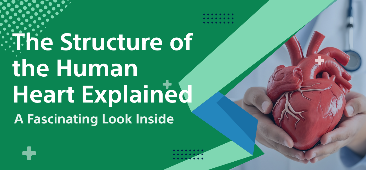 The Structure of the Human Heart Explained