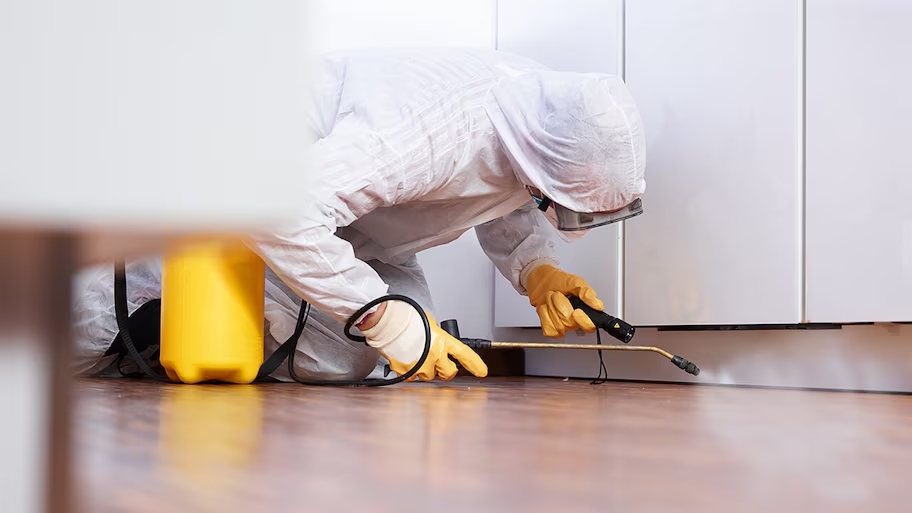 Top Ways for Fleas Exterminator in Philadelphia
