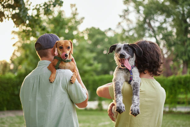 Are Shock Collars Safe for Dog Training, or Should You Avoid Them?