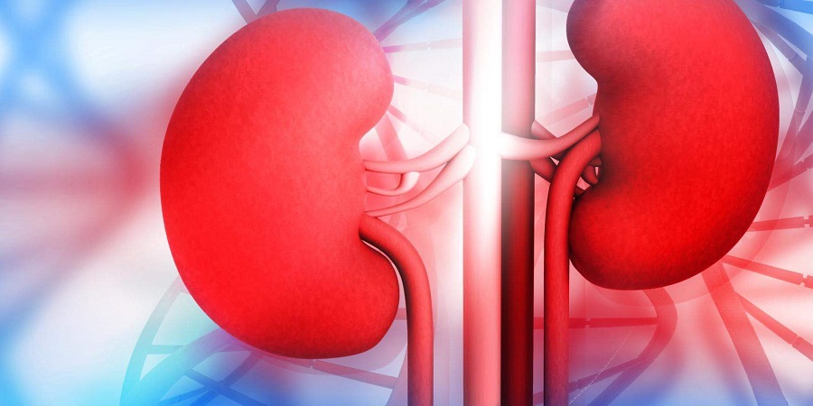 Kidney Disease Ayurvedic Treatment: Holistic Approaches to Healing- Aksa Ayurveda