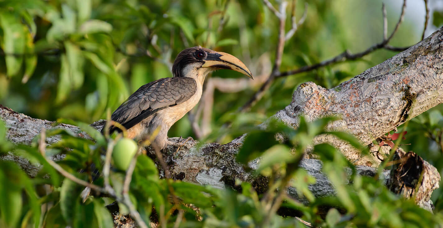 Exploring the Enchanting Sinharaja Rainforest: A Biodiversity Hotspot in Sri Lanka