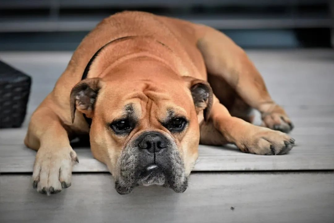 Top Benefits of Giving Your Dog a Daily Multivitamin