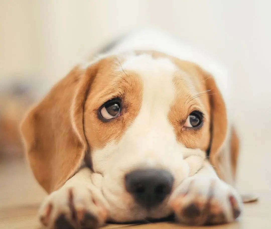 Homemade Dog Food vs. Store-Bought: Do You Need a Multivitamin?