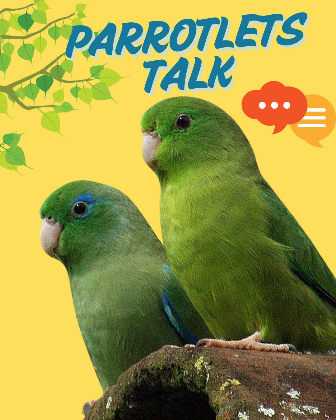 How Parrotlets Communicate? A Guide to Their Unique Sounds