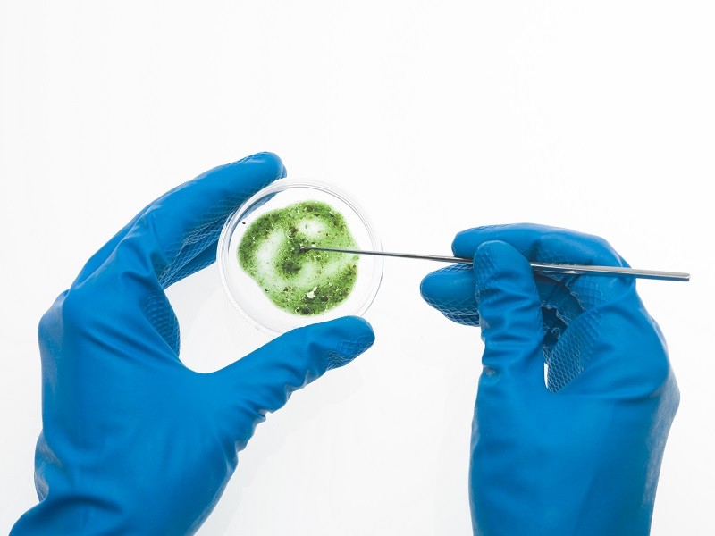 Mold vs. Mildew: How to Tell the Difference & When to Call a Professional