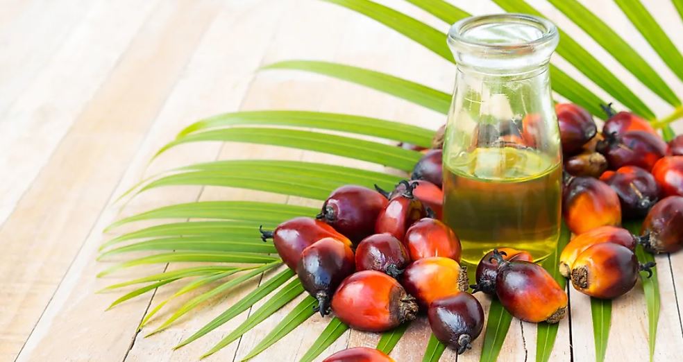 KLK OLEO: Strategies, Innovations, and Developments in the Oleochemicals Market