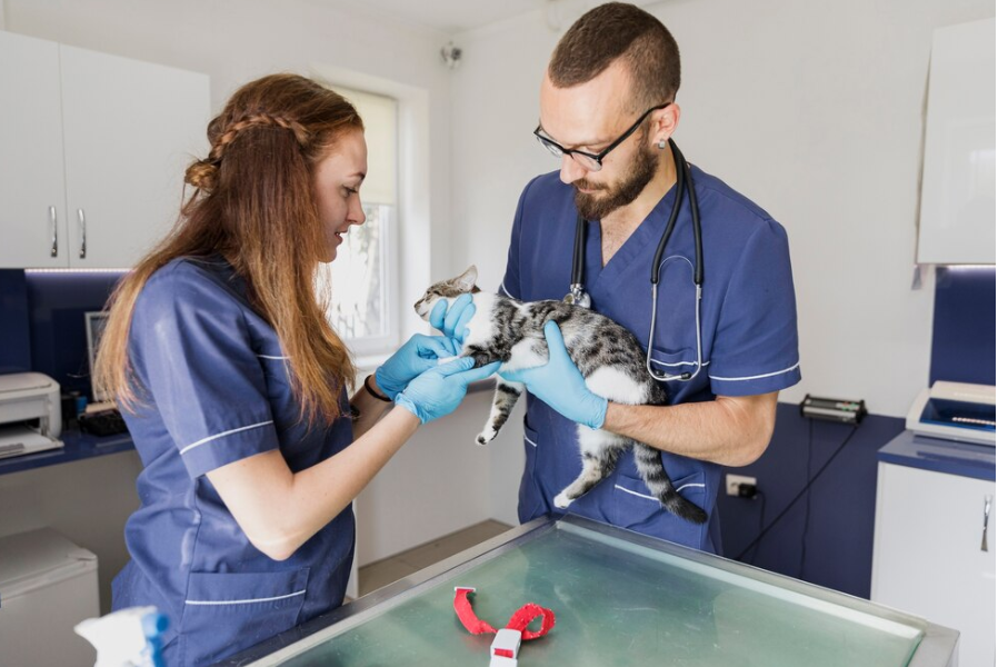 Pet Diagnostic Testing in Dubai & Finding the Best Reptile Vet Near You