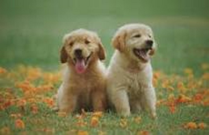 Long-Term Dog Boarding for Puppies: Is It a Good Idea?