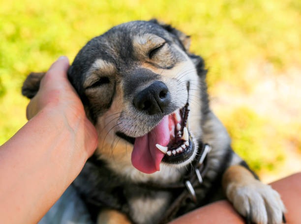 Vet-Recommended Pet Products You Can Actually Buy Online
