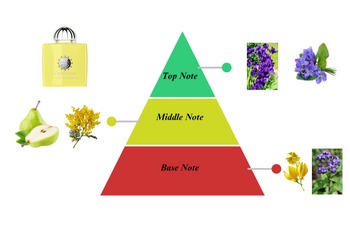 What’s The Difference Between Top Notes Heart Notes And Base Notes In Fragrances