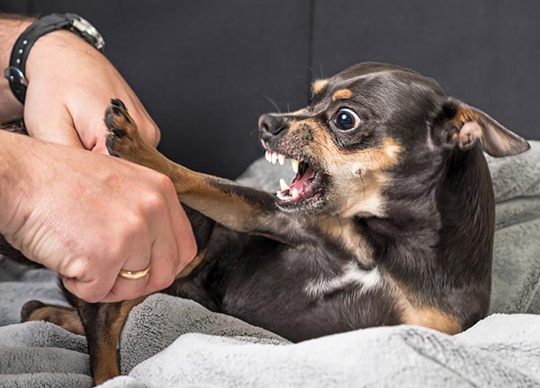 How Do I Stop My Dog from Biting or Nipping?