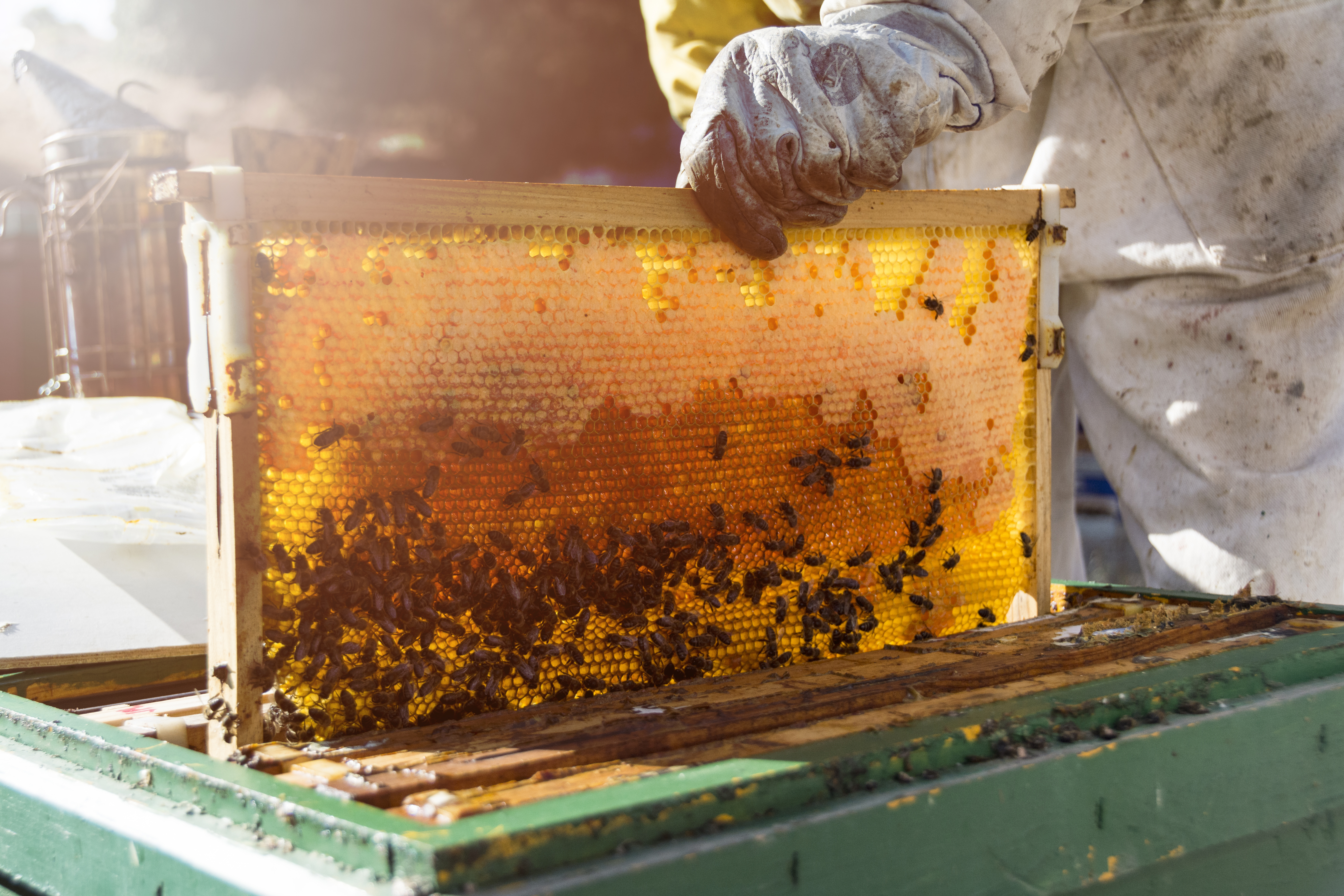 Peter Grubisic: A Dedicated Professional Blending Business and Farming for a Rewarding Lifestyle