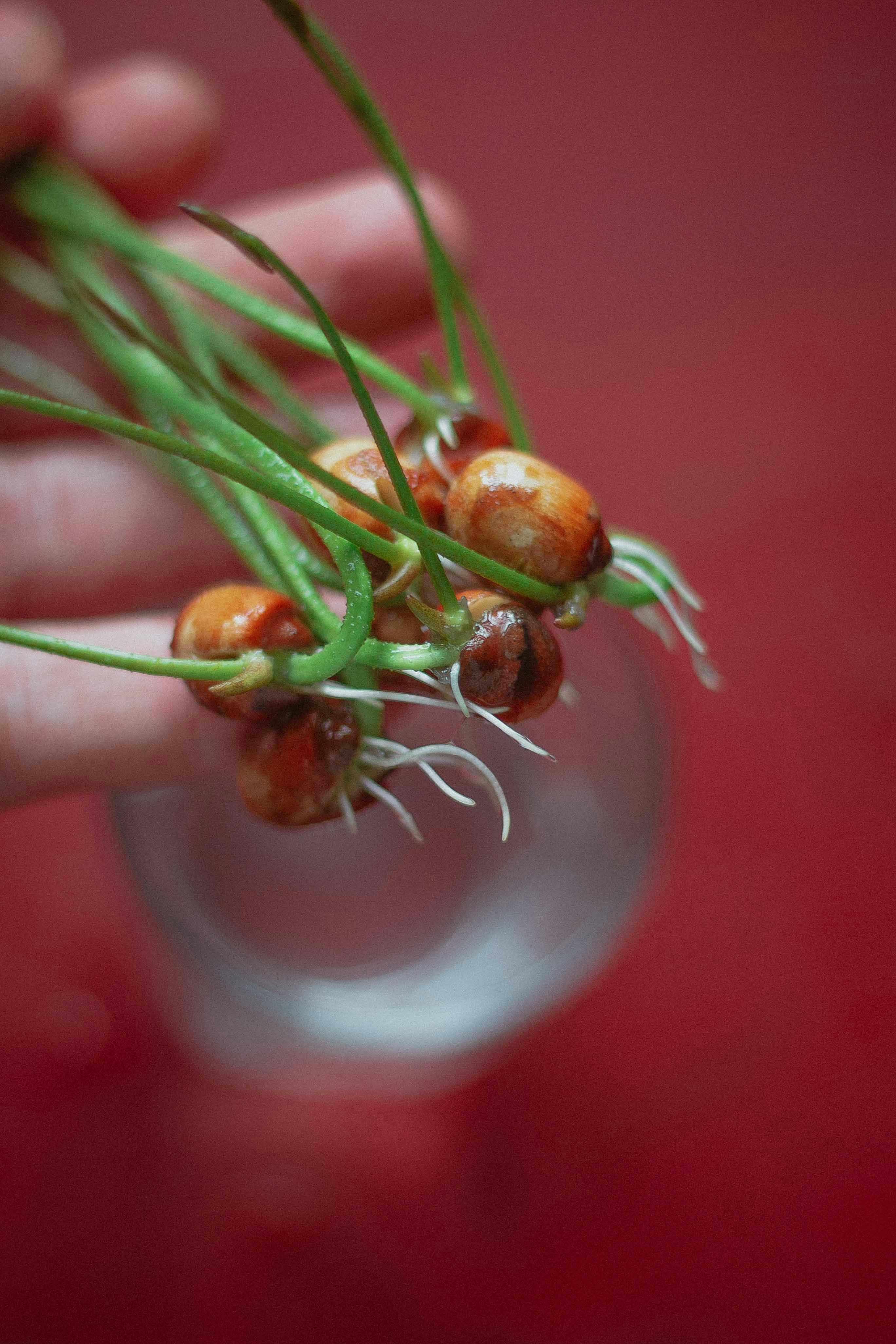 Hydrogen Peroxide Benefits in Seed Germination