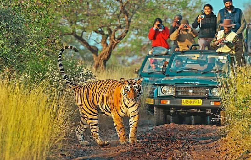 Ranthambore Tour Packages for Family & Friends with Exciting Safaris