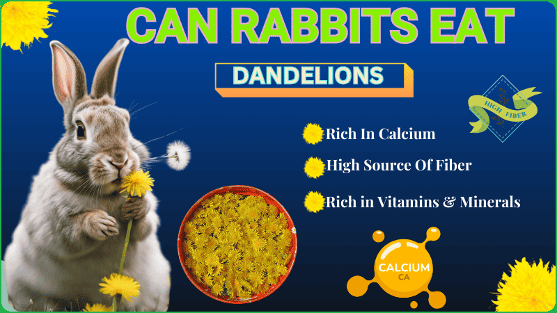 Are Dandelions Healthy For Rabbit
