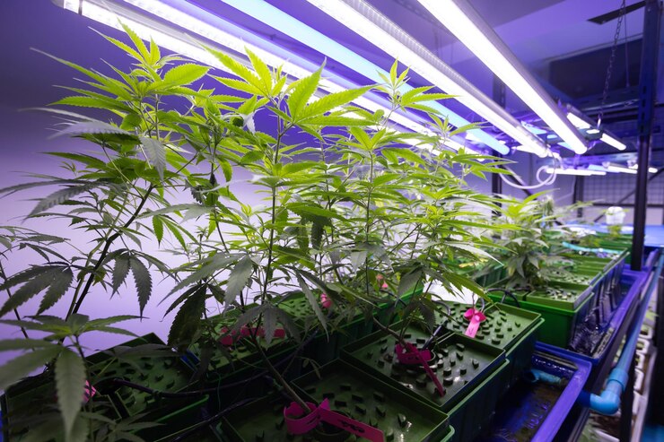 Can Mobile Racks Be Customized for Specific Crops?