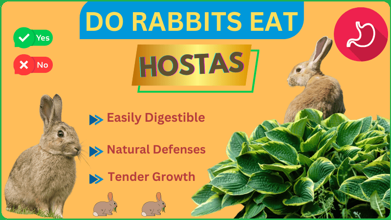 Are Hostas Safe For Rabbit To Eat?