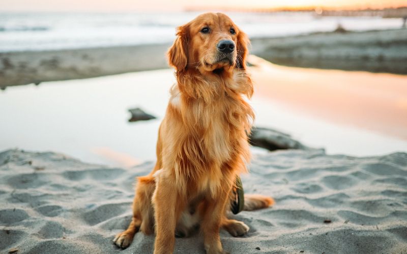Golden Retriever Puppies for Sale – Find Your Perfect Companion