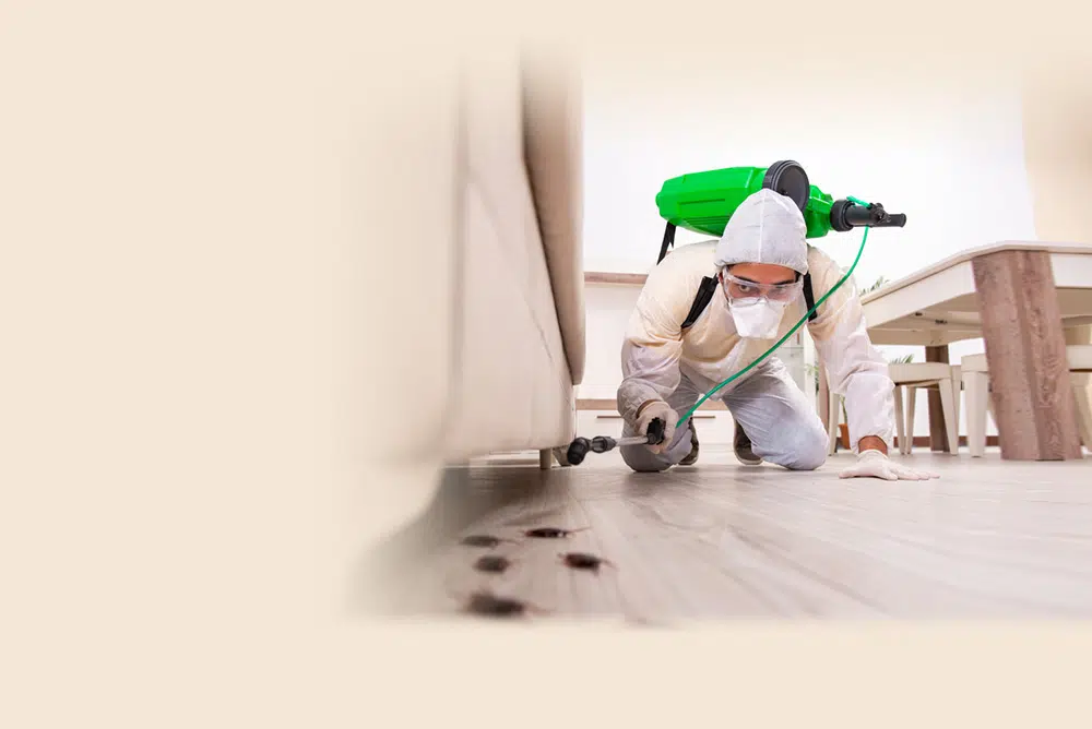 Bird Proofing in Melbourne: Effective Solutions for Protecting Your Property