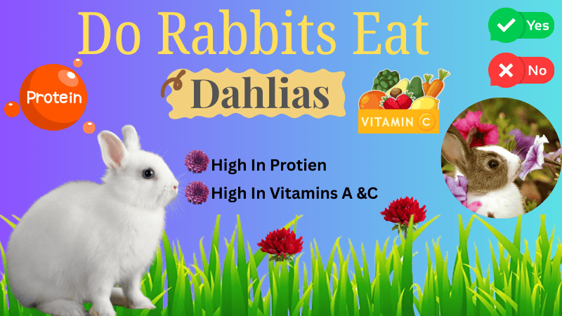 Do Rabbits Like To Eat Dahlia Plants?