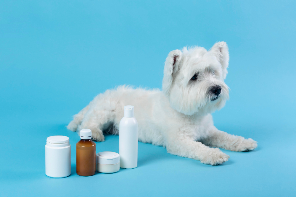 Boosting Brain Health in Senior Dogs Naturally
