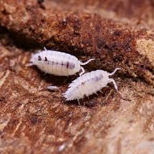 Positive Aspects Associated With Isopod