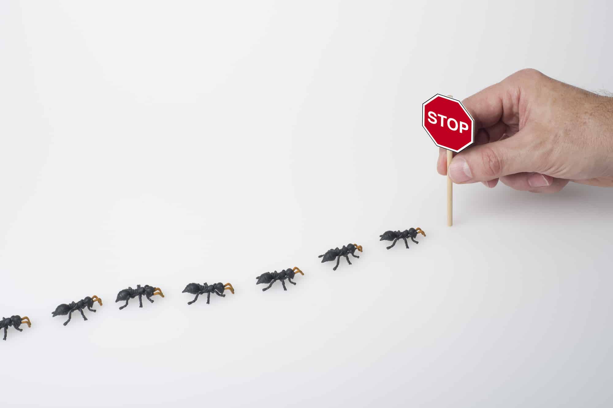 Best Ant Pest Control Services in the USA