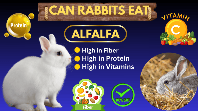 Do Rabbits Like To Eat Alfalfa Hay?