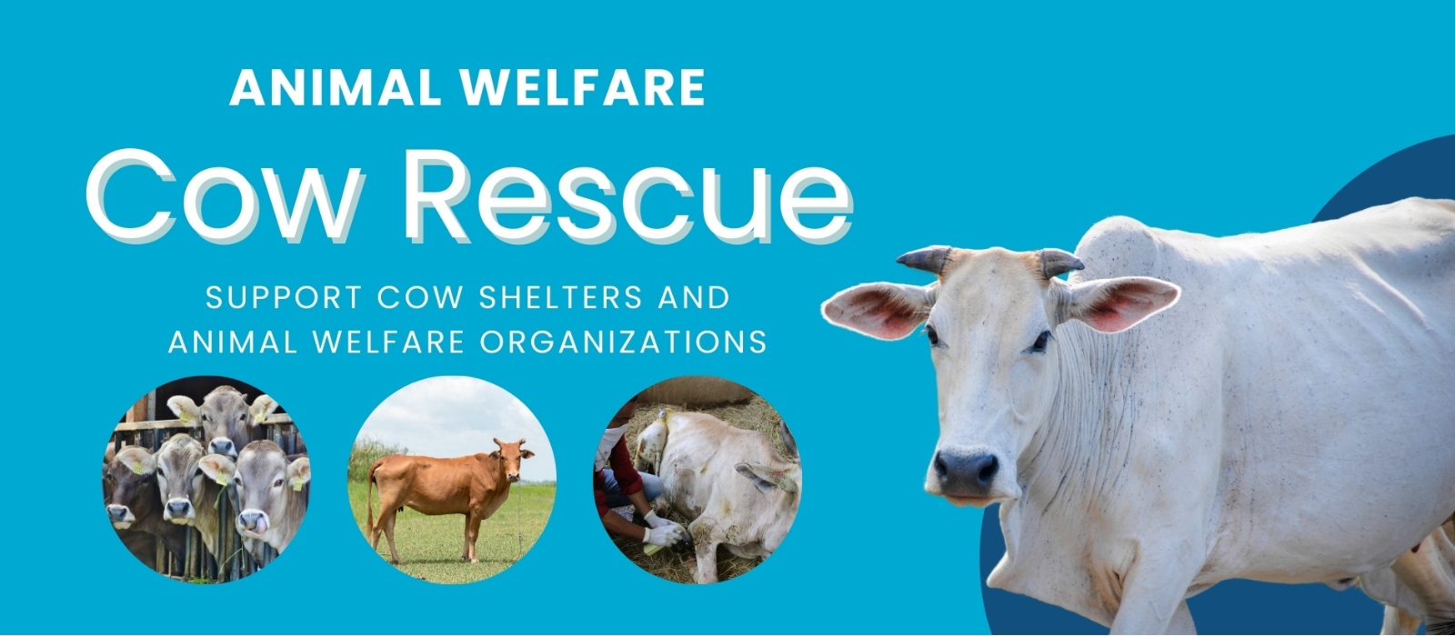 Caring for Street Cows: Inside Shelters, Rescue Efforts, Nutrition, and Treatment