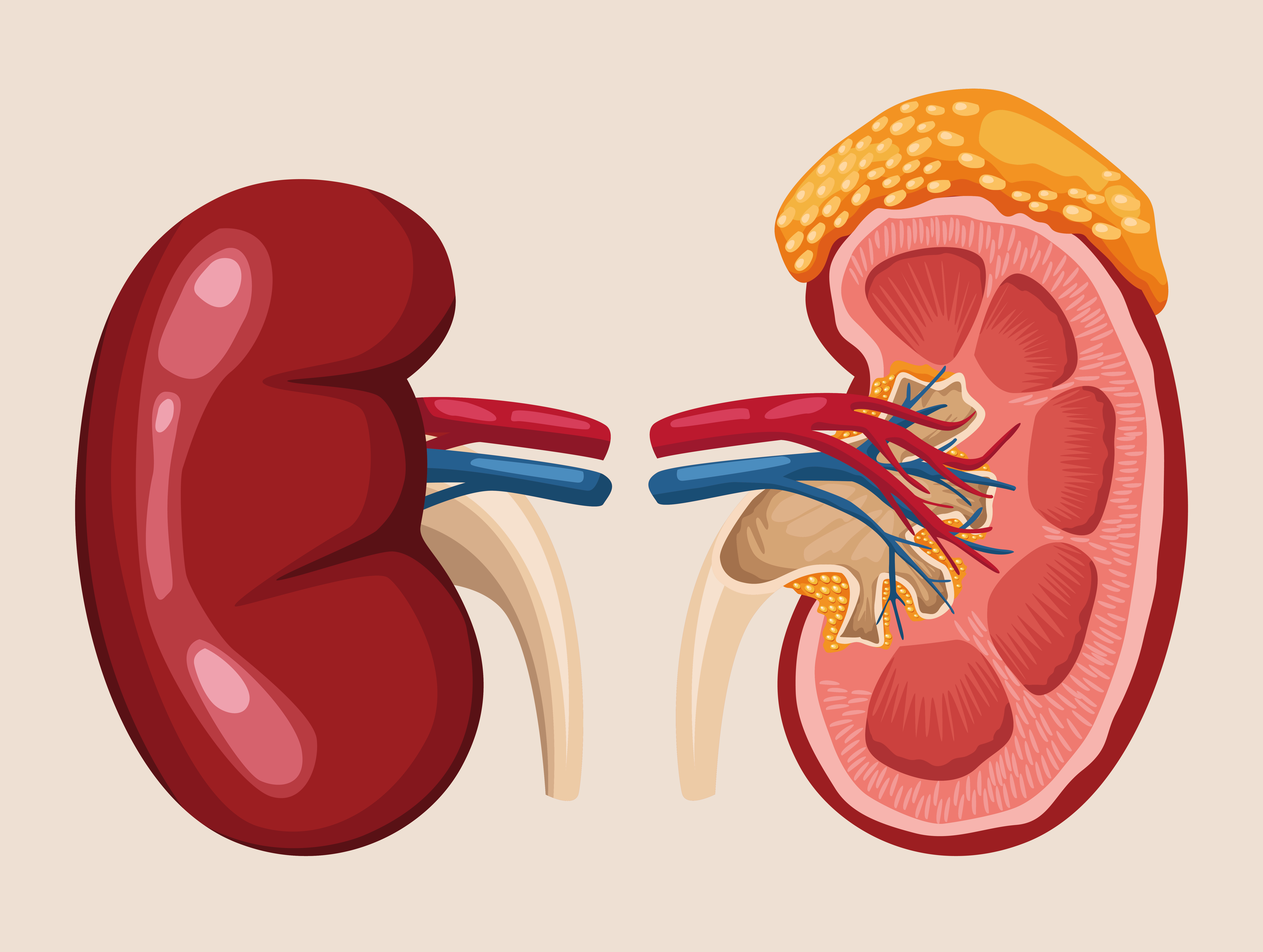 Best Urology Doctor in Kolkata – Comprehensive Urological Excellence by Dr. Bivek Kumar