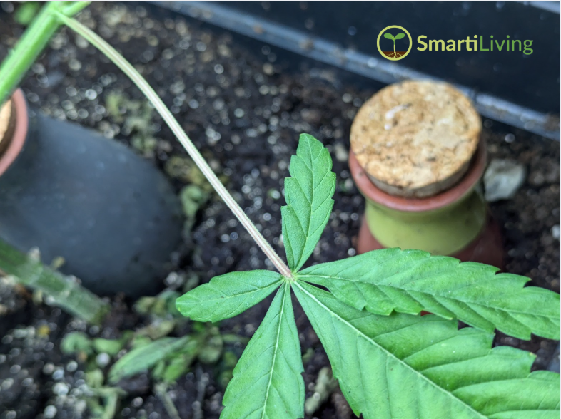Why Every Plant Lover Needs a Self-Watering System