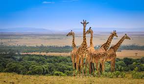 What Are Some of the Best Wildlife Travel Experiences in Kenya?