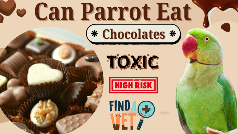 Do Parrots Like To Eat Chocolates?