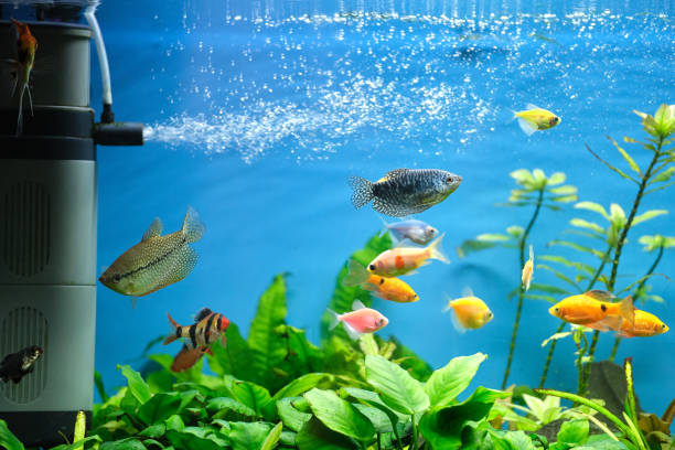 Koi Pond Heater: The Key to a Thriving Pond Environment