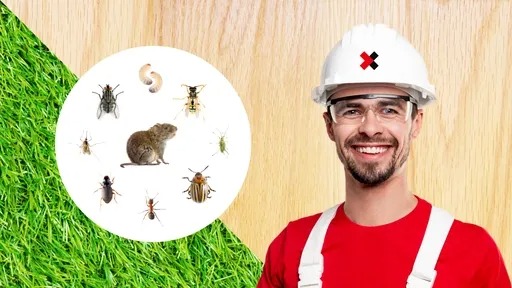 Pest Control in London: Why You Need Professional Pest Removal Services