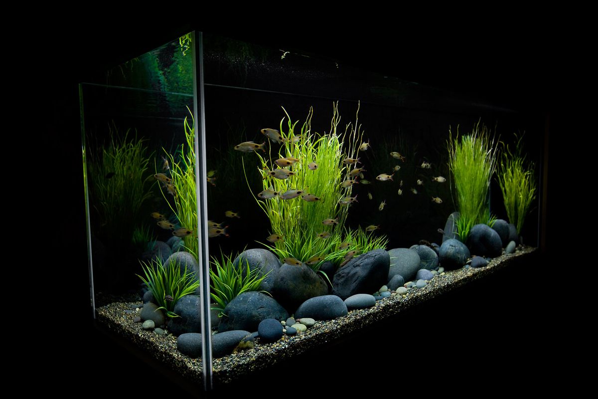 How Do Custom Aquarium Designs Enhance Homes and Businesses in the UAE?