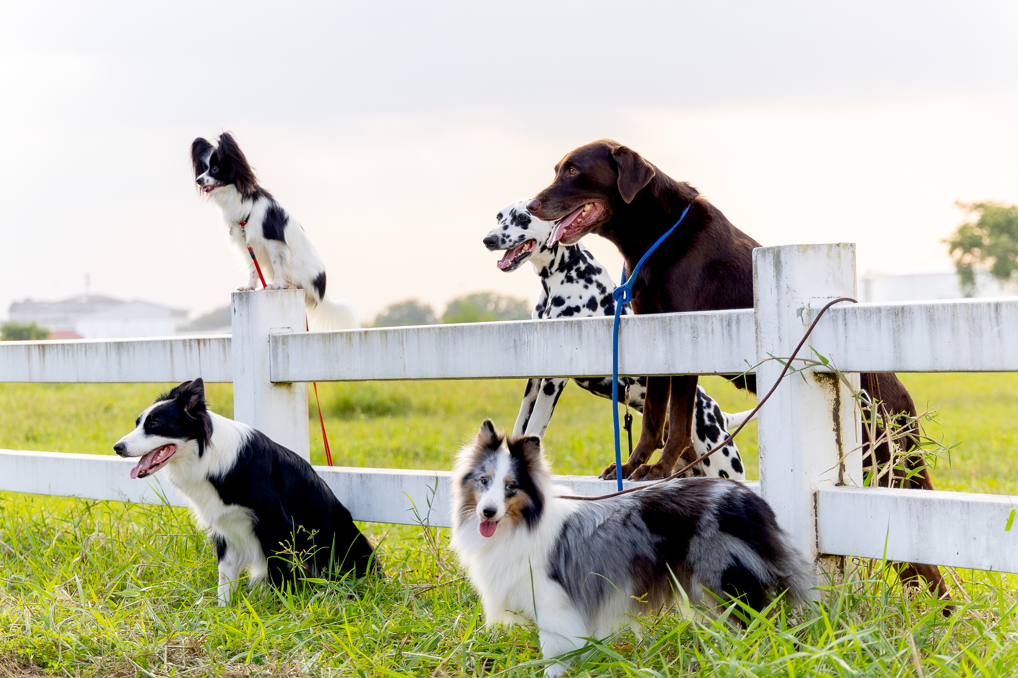 Why Choosing a Farm-Based Dog Training Service in VA Gives Your Dog the Best of Both Worlds