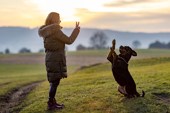 5 Red Flags to Avoid When Choosing a Dog Training Service in VA