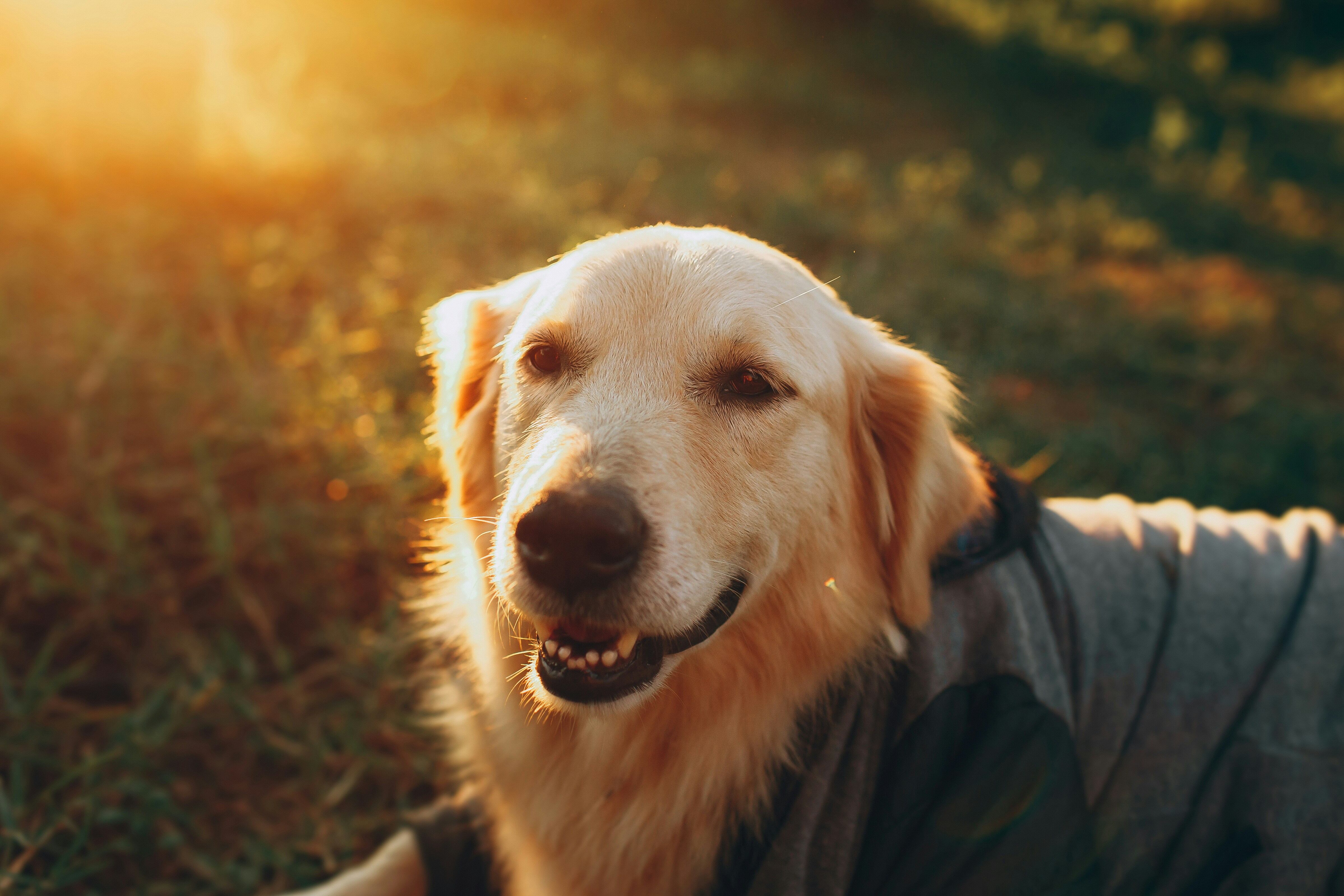 Understanding Your Pet’s Pain: How to Spot and Manage Pain in Dogs and Cats