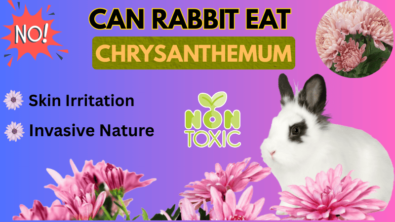 Can Rabbit Eat Mums Flowers?