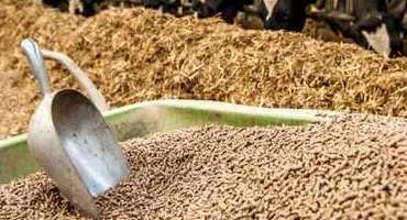 India’s Trusted Maize Gluten Starch Supplier and Manufacturer