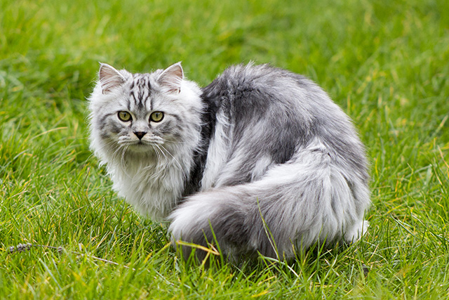 Persian cat for sale in Delhi