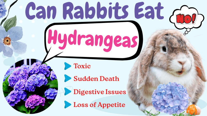 Can Rabbit Eat Hydrangeas? Nutritional benefits And Feeding Tips