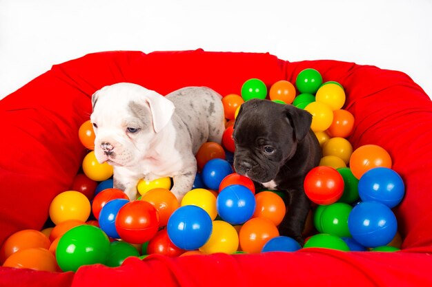 Pet Animal Plushies That Teach Responsibility Before Owning a Real Pet